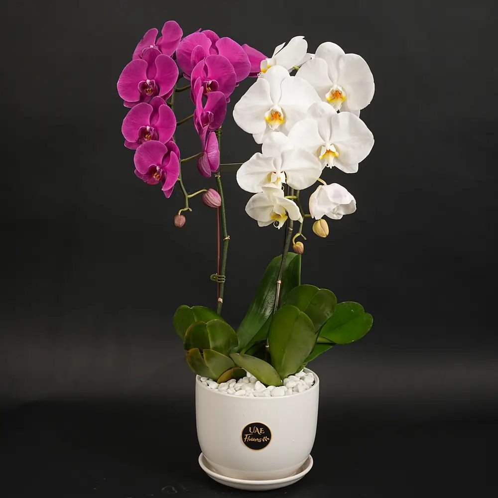 Twin Color Duo Phalaenopsis Plant